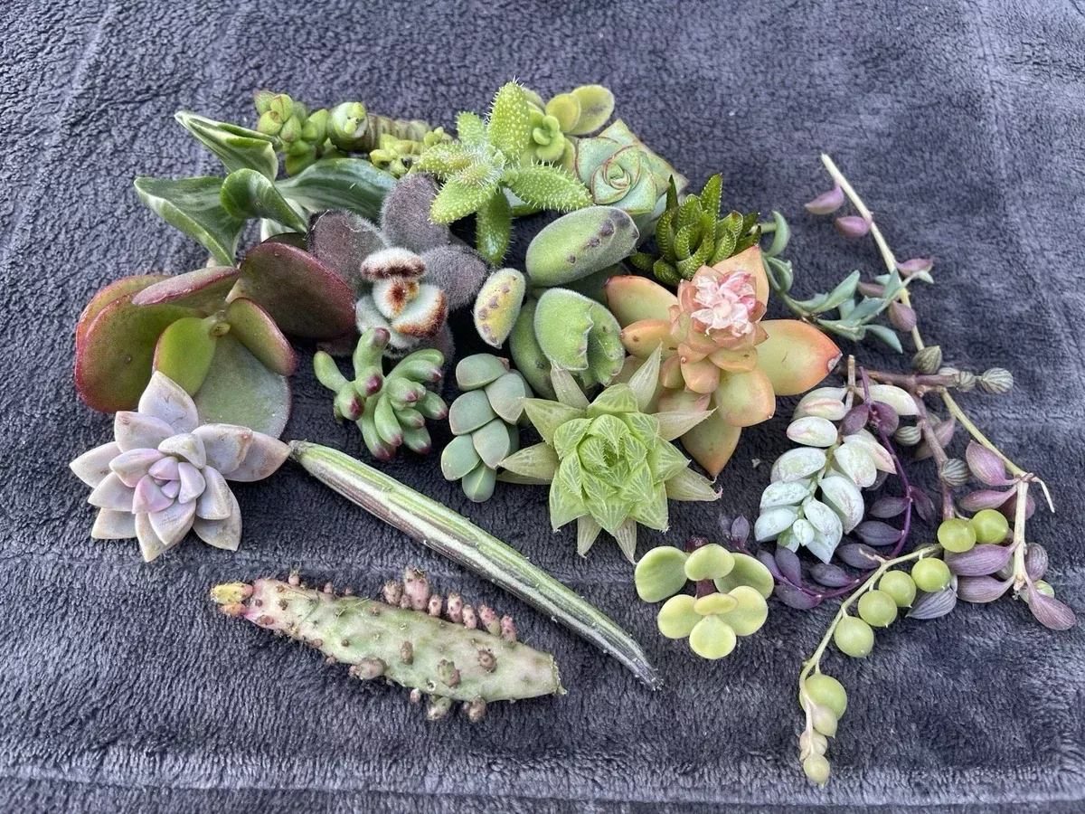 25-assorted-succulent-cuttings-variety-pack-colorful-succulents-ideal-planting-c 25 Assorted Succulent Cuttings | Variety Pack of Colorful Succulents | Ideal for Planting and Crafting | Perfect for Home Decor