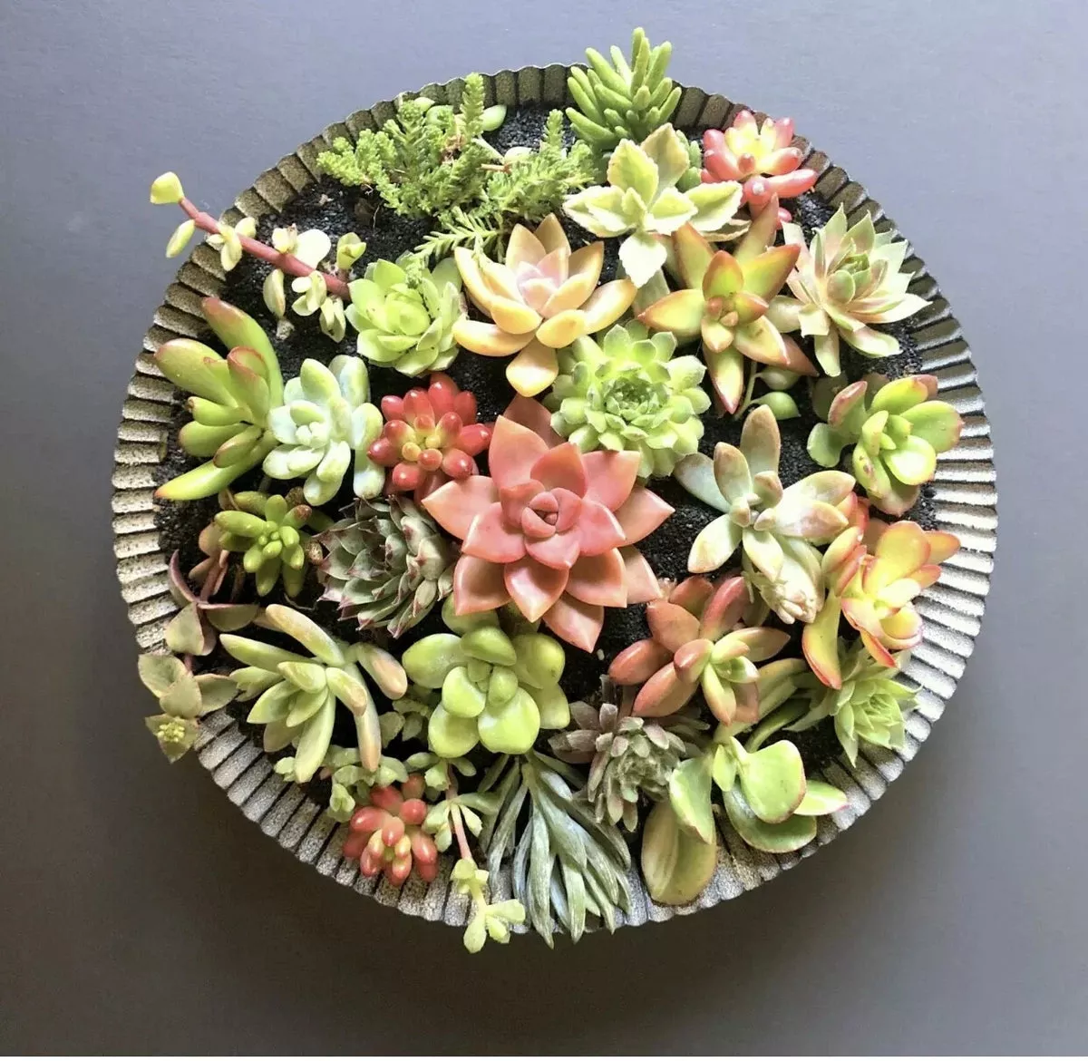 25-succulent-cuttings-colorful-varieties-fresh-organic-succulents-diy-arrangemen 25 Succulent Cuttings - Colorful Varieties - Fresh Organic Succulents for DIY Arrangements - Perfect for Plant Lovers