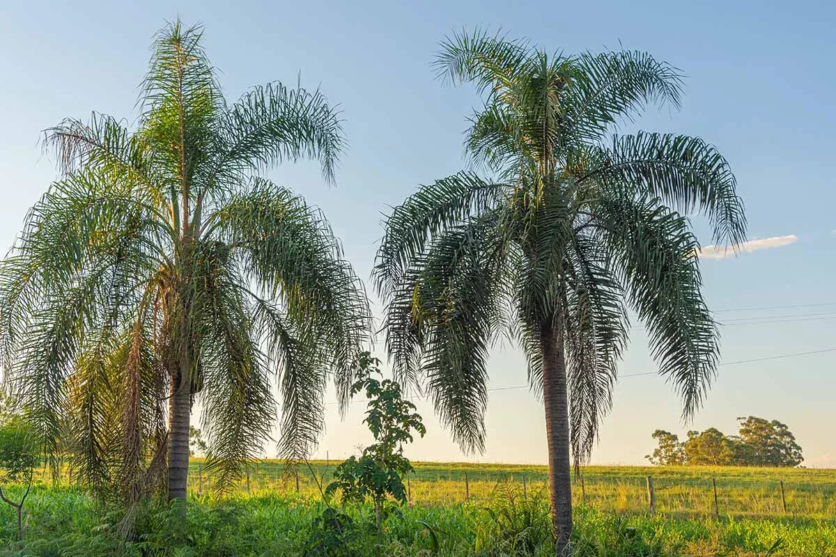 25-tropical-queen-palm-seeds-syagrus-romanzoffiana-ready-to-grow-fast-growing-pa 25+ Tropical Queen Palm Seeds - Syagrus Romanzoffiana - Ready to Grow, Fast-Growing Palm Tree