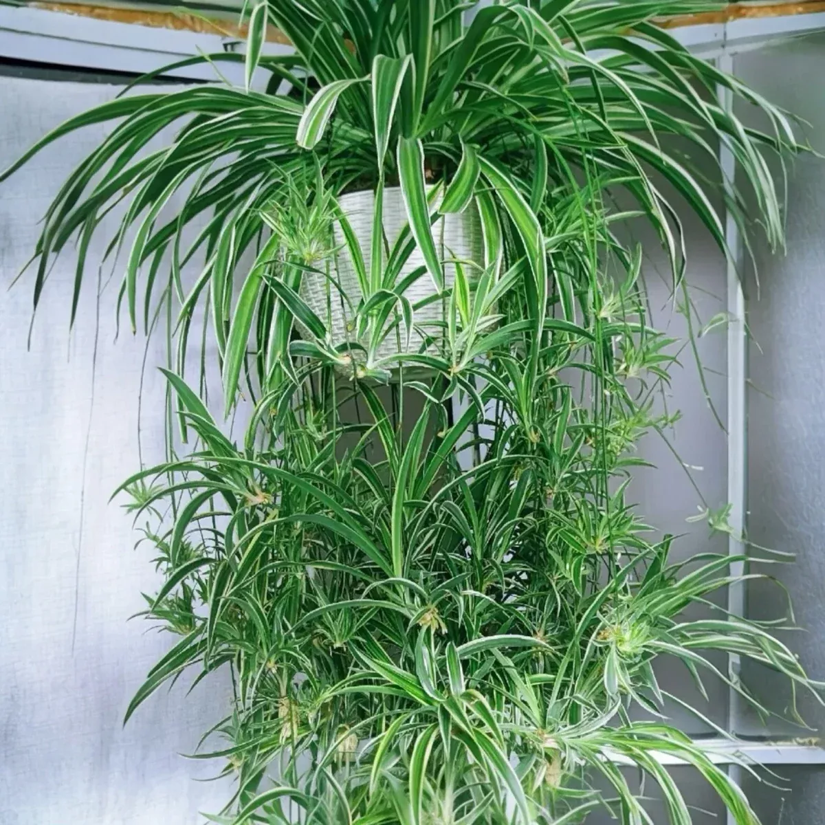 2pcs-reverse-variegated-spider-plant-cuttings-air-purifying-fast-growing-indoor- 2PCS Reverse Variegated Spider Plant Cuttings - Air-Purifying Fast-Growing Indoor Plants (Chlorophytum comosum)