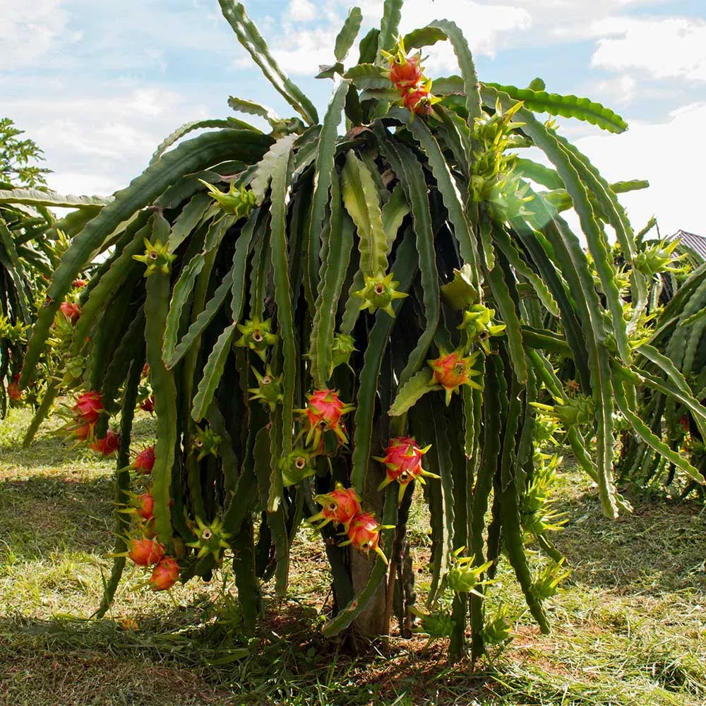 3-american-beauty-dragon-fruit-cuttings-8-10-fresh-cuttings-red-flesh-self-polli 3 American Beauty Dragon Fruit Cuttings - 8-10β Fresh Cuttings, Red Flesh, Self-Pollinating - Ready to Plant