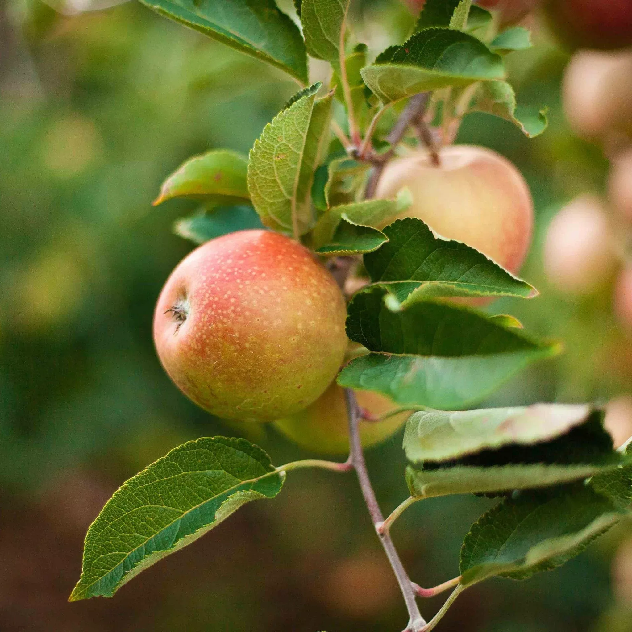3-in-1-apple-tree 3-in-1 Apple Tree
