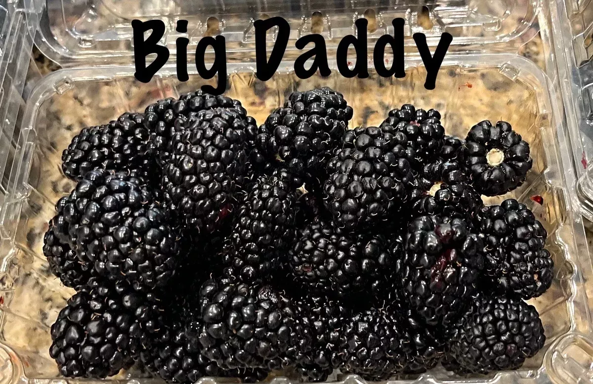 3-pack-big-daddy-thornless-blackberry-live-plants-rubus-fruticosus-perfect-outdo 3 Pack Big Daddy Thornless Blackberry Live Plants - Rubus fruticosus, Perfect for Outdoor Garden, Easy to Grow