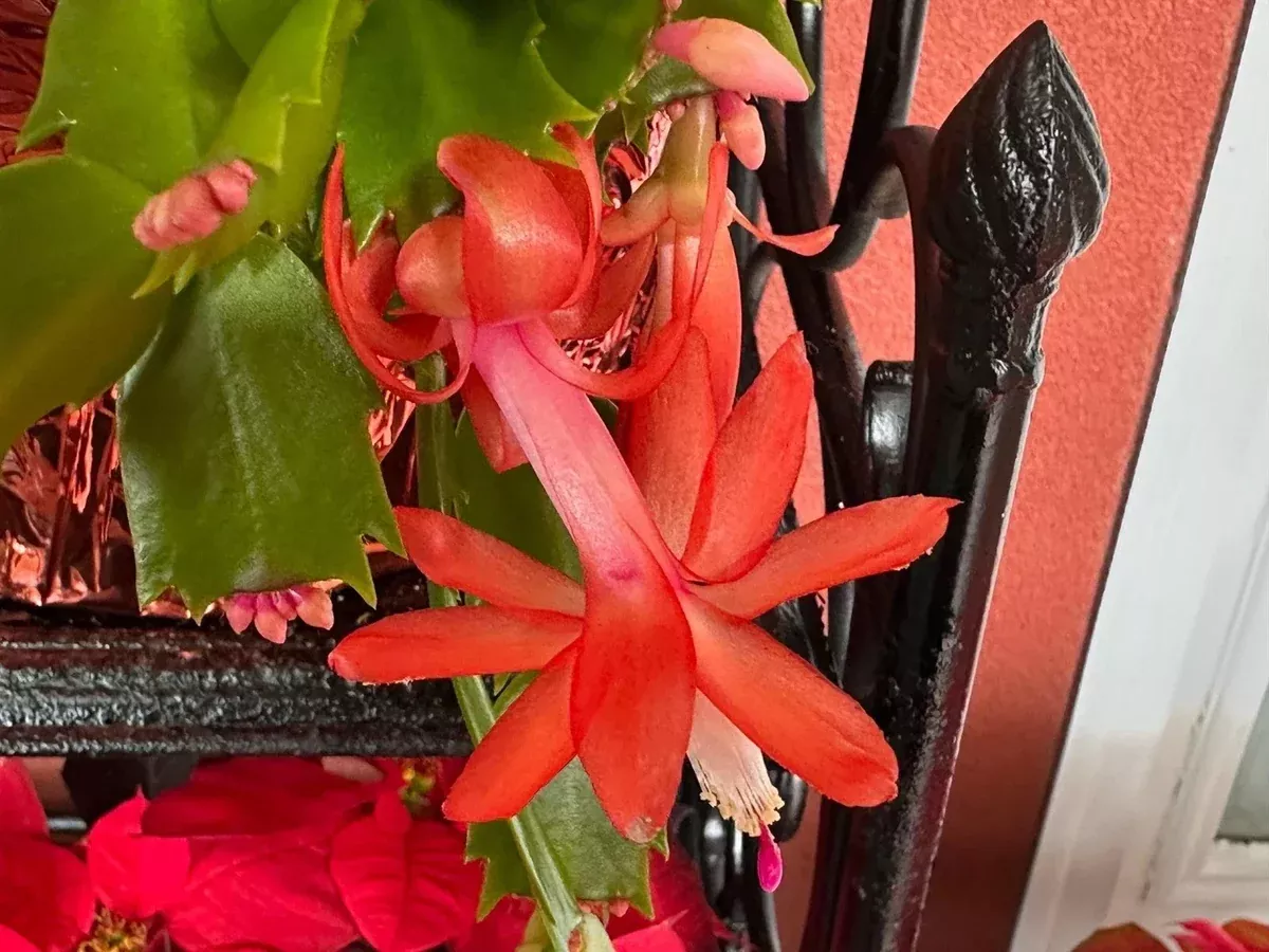 3-unrooted-cuttings-orange-thanksgiving-christmas-cactus-schlumbergera-truncata- 3 Unrooted Cuttings Orange Thanksgiving/Christmas Cactus Schlumbergera truncata - US Seller