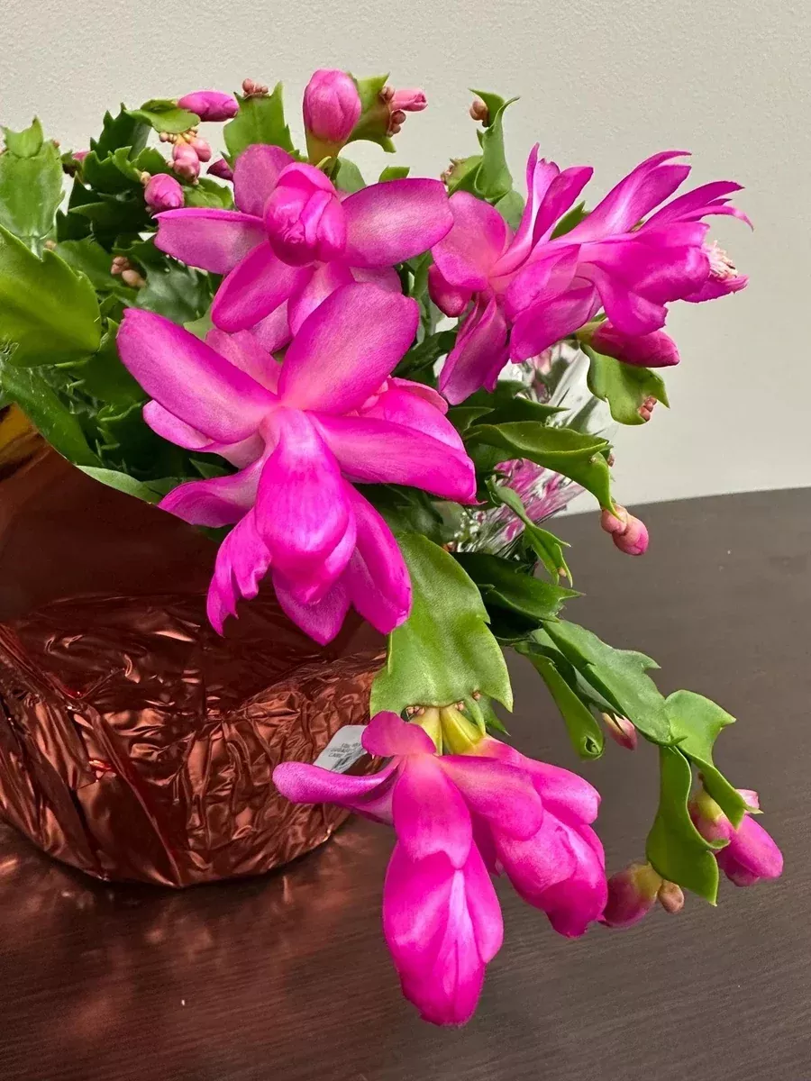 3-unrooted-cuttings-purple-dancer-thanksgiving-cactus-schlumbergera-truncata-chr 3 Unrooted Cuttings Purple Dancer Thanksgiving Cactus Schlumbergera Truncata Christmas Cactus Cuttings