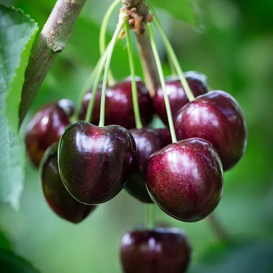30-fresh-black-cherry-tree-seeds-sweet-fruit-easy-to-grow-perfect-home-gardens 30 Fresh Black Cherry Tree Seeds - Sweet Fruit, Easy to Grow, Perfect for Home Gardens