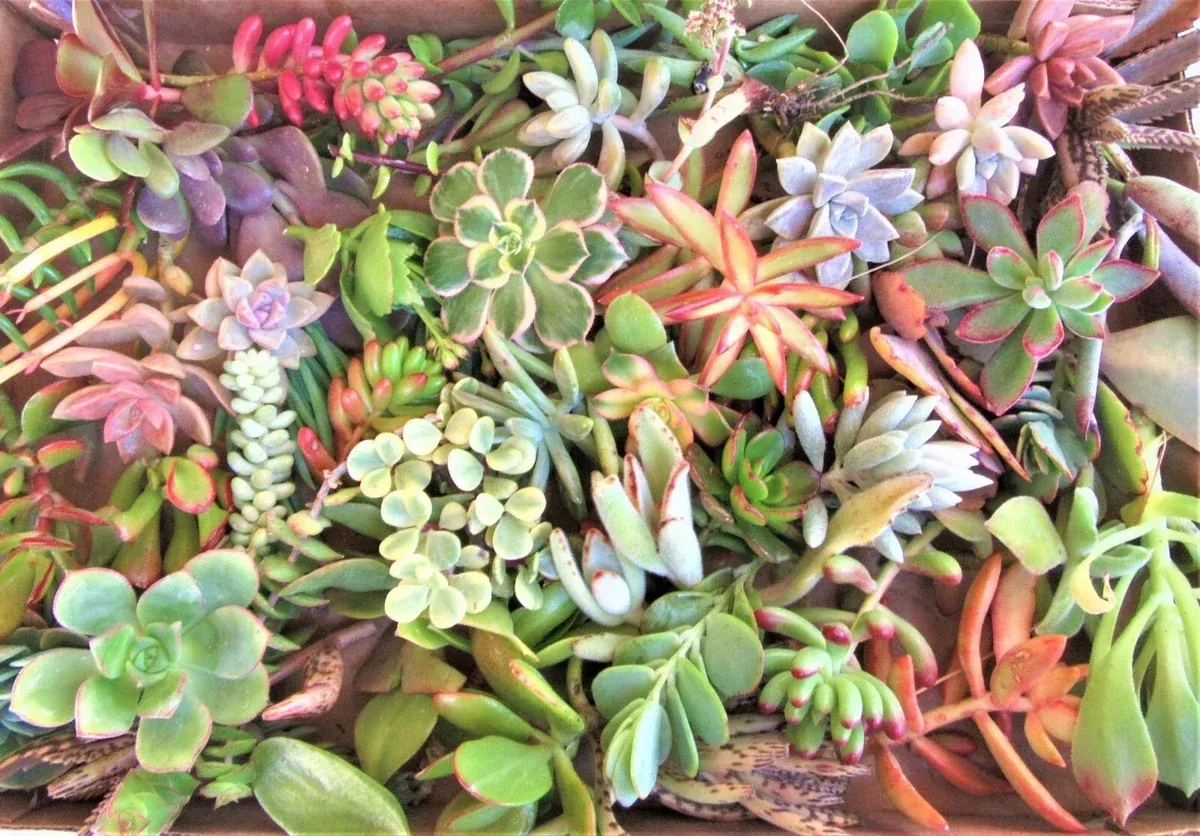 30-fresh-succulent-cuttings-15-varieties-2-4-ideal-diy-arrangements-gardening-pe 30 Fresh Succulent Cuttings 15 Varieties 2-4" Ideal for DIY Arrangements and Gardening, Perfect for Home Decor