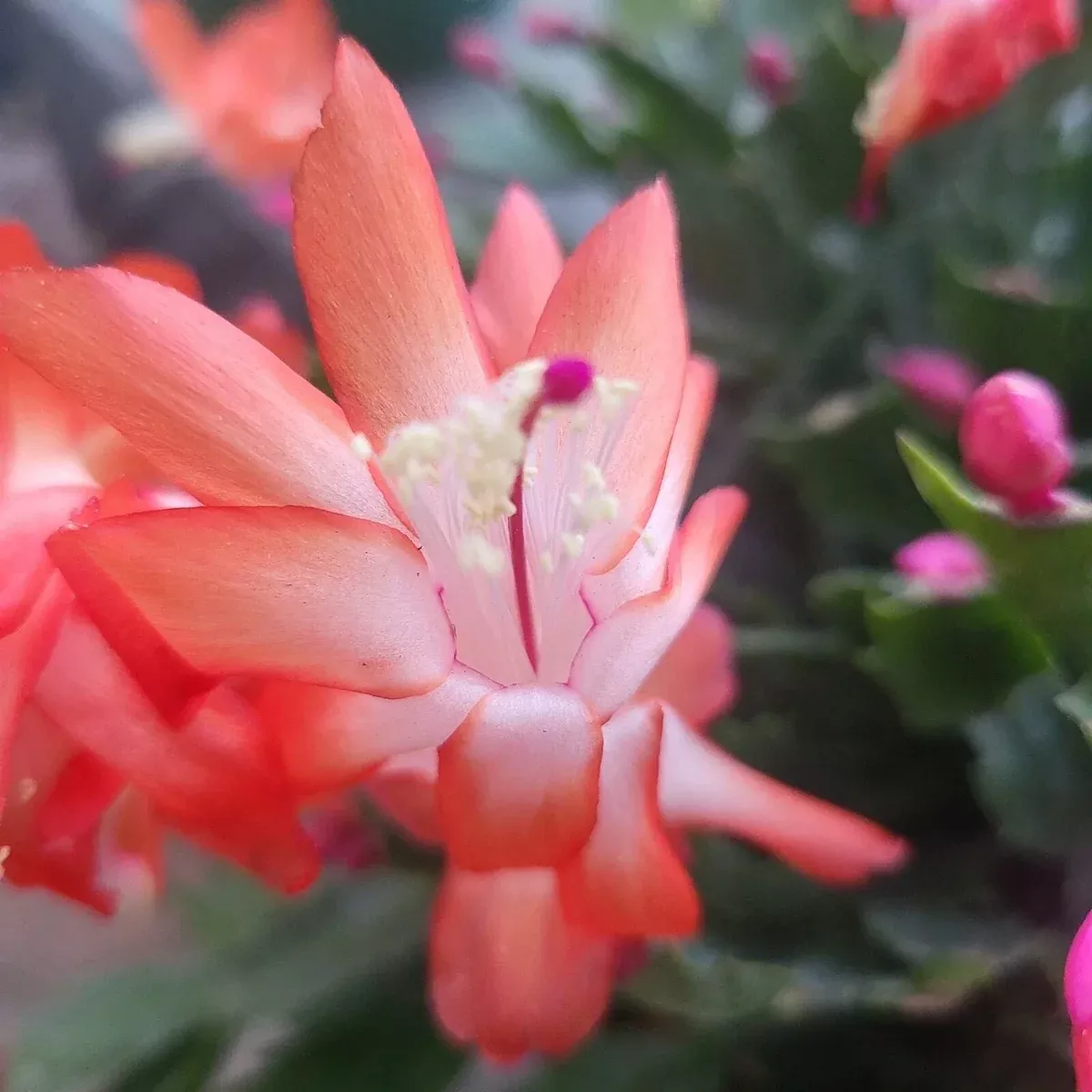 3x-cuttings-jungle-holiday-cactus-thor-olivia-schlumbergera-truncata-zygocactus 3x Cuttings Jungle Holiday Cactus Thor Olivia Schlumbergera Truncata Zygocactus