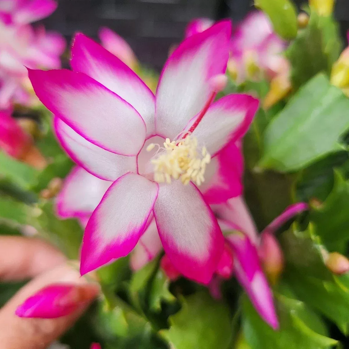 3x-holiday-cactus-plants-thor-nille-schlumbergera-truncata-thanksgiving-cactus-c 3x Holiday Cactus Plants - Thor Nille Schlumbergera truncata - Thanksgiving Cactus - Colorful Indoor Succulents