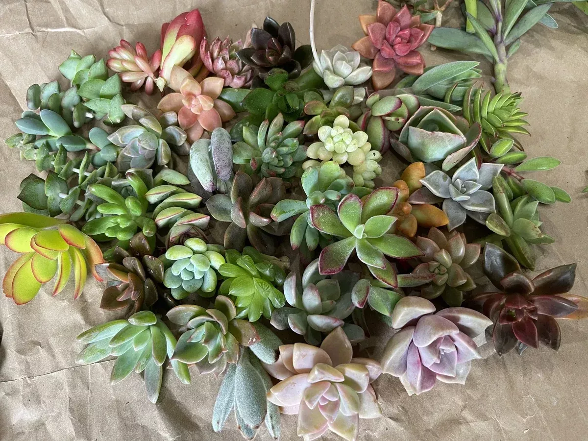 40-healthy-plant-cuttings-colorful-cute-variety-perfect-gardening-ideal-planting 40 Healthy Plant Cuttings - Colorful & Cute Variety - Perfect for Gardening - Ideal for Planting Projects