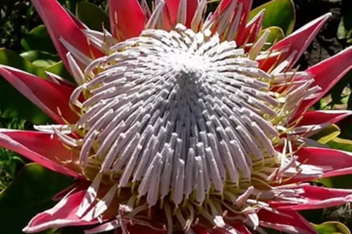 5-king-protea-cynaroides-seeds-giant-12-flowers-rare-exotic-garden-plant 5 King Protea Cynaroides Seeds - Giant 12" Flowers, Rare Exotic Garden Plant