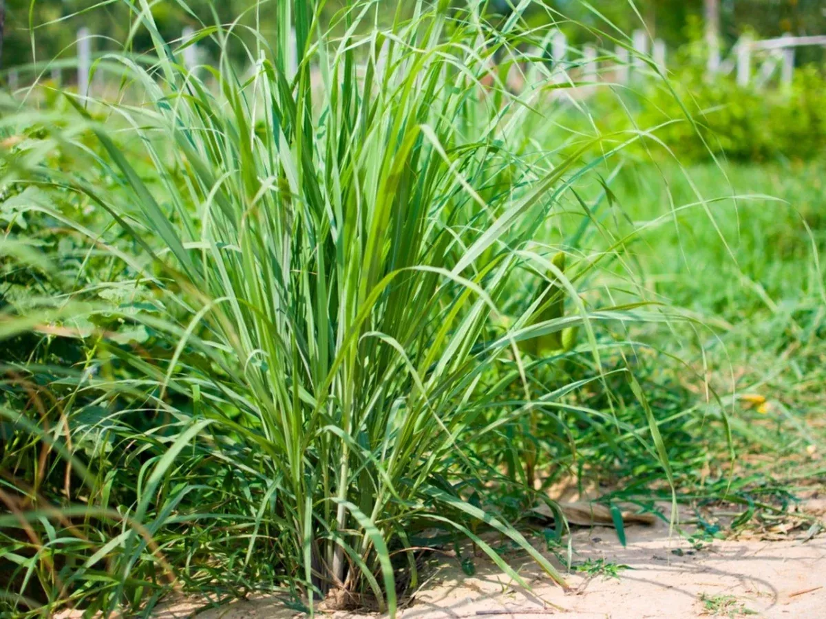 5-lemongrass-plants-bare-root-cymbopogon-herb-easy-to-grow-ready-to-plant 5 Lemongrass Plants - Bare Root Cymbopogon Herb - Easy to Grow, Ready to Plant