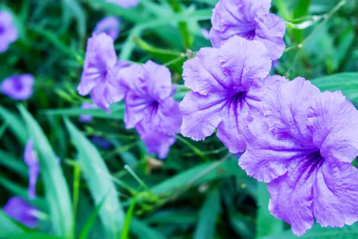 5-rooted-cuttings-purple-mexican-petunia-ruellia-simplex-hardy-perennial-flowers 5 Rooted Cuttings Purple Mexican Petunia (Ruellia simplex) - Hardy Perennial Flowers for Garden Borders, Ground Cover & Landscaping