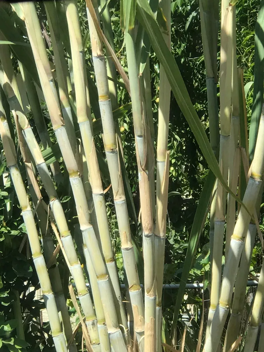 5-rooted-sugarcane-cuttings-sweet-juicy-tropical-live-plant-ready-to-plant-fast- 5 Rooted Sugarcane Cuttings β Sweet & Juicy β Tropical Live Plant β Ready to Plant β Fast Growing β Fresh Organic Stalks