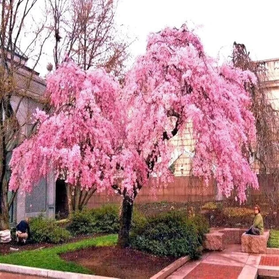 5-seeds-japanese-weeping-sakura-cherry-blossom-tree-prunus-pendula-fast-growing- 5 Seeds Japanese "Weeping Sakura" Cherry Blossom Tree (Prunus pendula) – Fast Growing, Cold Hardy, Spring Blooms
