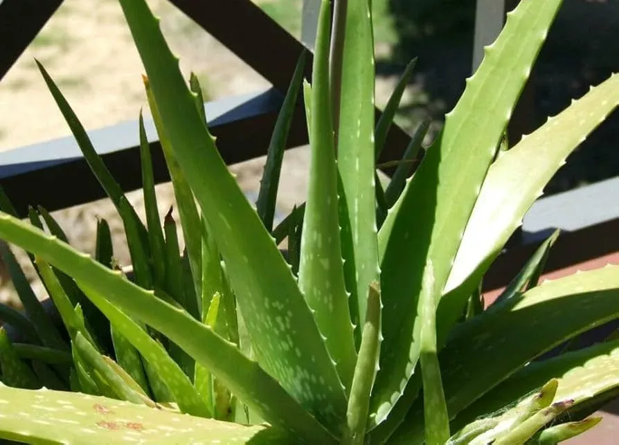 5-small-aloe-vera-plants-bare-root-live-plants-ready-to-plant-easy-care-succulen 5 Small Aloe Vera Plants - Bare Root Live Plants Ready to Plant - Easy Care Succulent