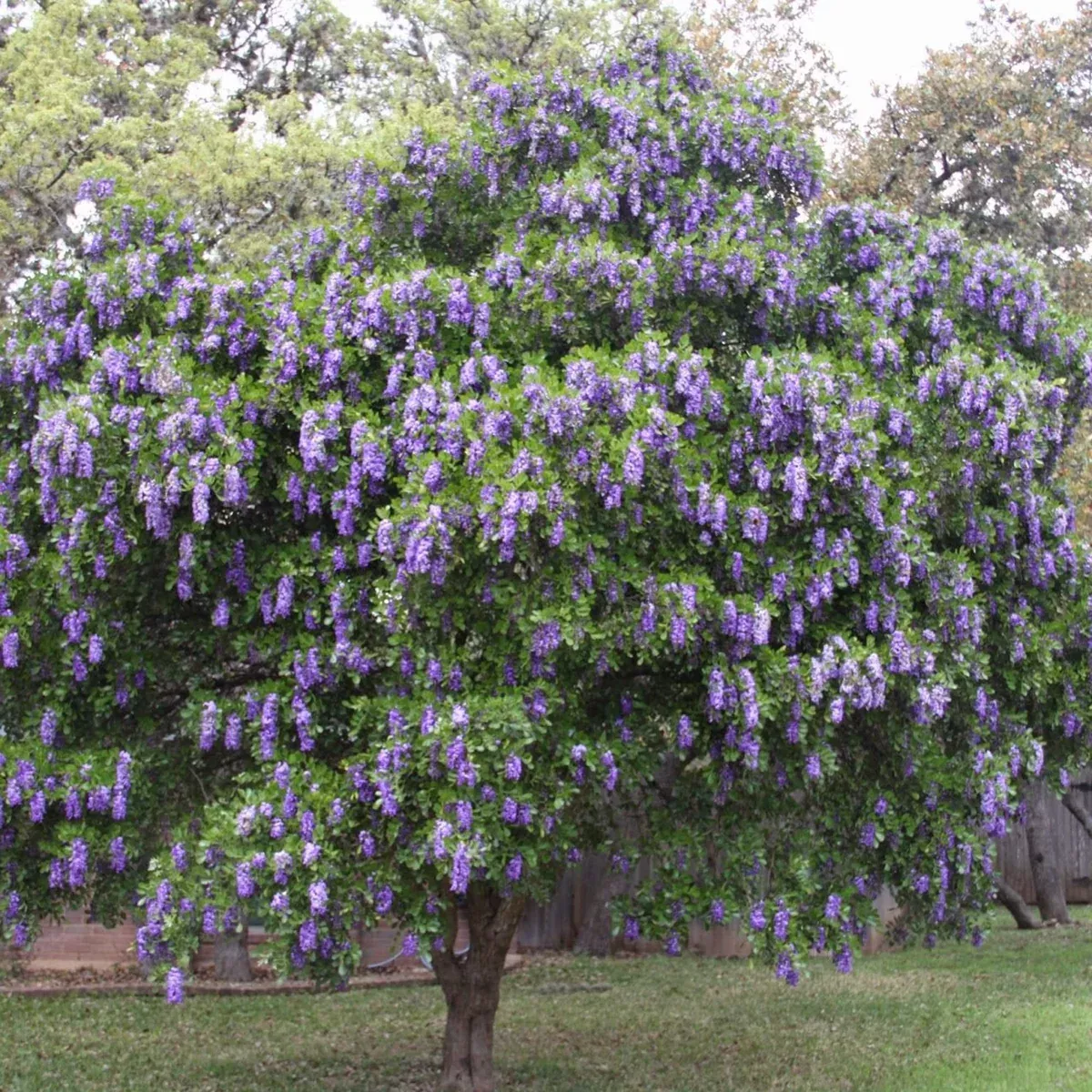 5-texas-mountain-laurel-tree-seeds-sophora-secundiflora-fragrant-purple-blooms-d 5 Texas Mountain Laurel Tree Seeds (Sophora secundiflora) – Fragrant Purple Blooms, Drought Hardy