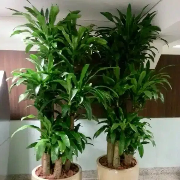 5-unroot-cuttings-corn-plant-dracaena-fragrans-fresh-house-plant-cuttings-no-roo 5 Unroot Cuttings Corn Plant - Dracaena Fragrans, Fresh House Plant Cuttings, No Root, Easy to Grow Indoor Plant for Home & Office
