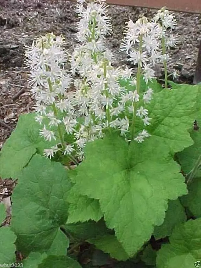 50-foamflower-seeds-tiarella-wherryi-perennial-shade-loving-ground-cover-plant 50 Foamflower Seeds (Tiarella Wherryi) Perennial, Shade Loving, Ground Cover Plant
