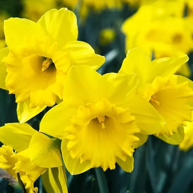 50-yellow-daffodil-bulbs-planting-dutch-master-value-bag-plant-in-gardens-border 50 Yellow Daffodil Bulbs for Planting - Dutch Master Value Bag - Plant in Gardens, Borders & Flowerbeds - Bulb Size 10/12 cm - Easy to Grow Fall Flowers Bulbs by Willard & May