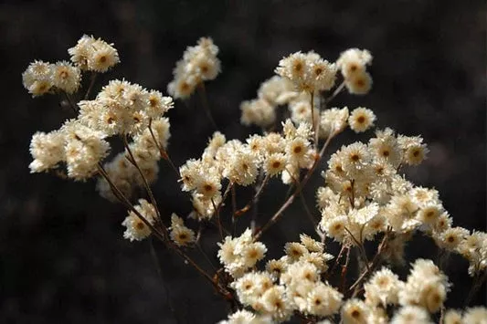 500-seeds-pseudognaphalium-obtusifolium-sweet-everlasting-planting-native-perenn 500 Seeds Pseudognaphalium Obtusifolium | Sweet Everlasting for Planting | Native Perennial Wildflower Pollinator Friendly Drought Tolerant