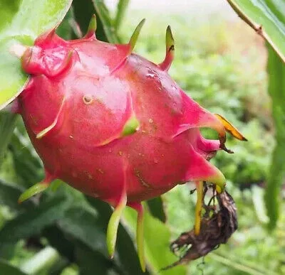 5pcs-rooted-white-dragon-fruit-cuttings-live-plant-ready-to-plant 5pcs Rooted White Dragon Fruit Cuttings – Live Plant, Ready to Plant