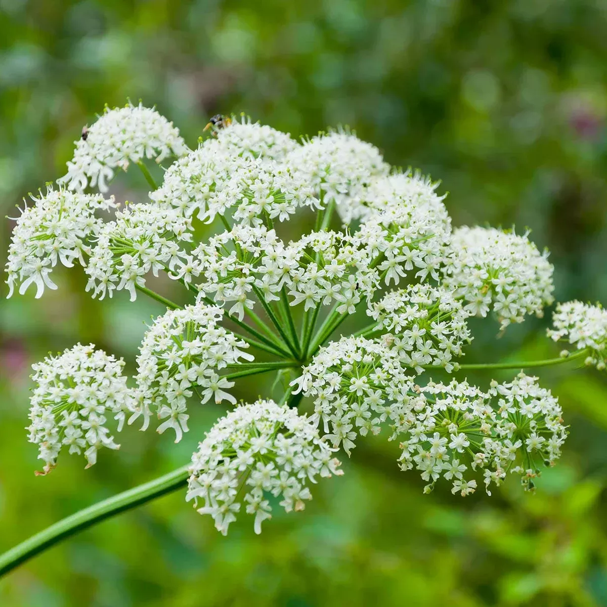 75-seeds-heracleum-maximum-cow-parsnip-planting-native-wildflower-tall-white-blo 75 Seeds Heracleum Maximum | Cow Parsnip for Planting | Native Wildflower | Tall White Blooms | Pollinator-Friendly Perennial for Gardens