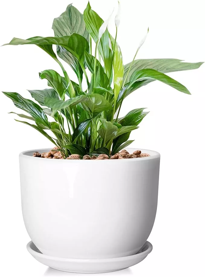 8-inch-ceramic-planter-plant-pots-with-drainage-hole-separable-saucer-indoor-out 8 Inch Ceramic Planter, Plant Pots with Drainage Hole and Separable Saucer,Indoor-Outdoor Round Succulent Orchid Flower Pot,Indoor pots for Plants(Smooth White,Plant Pot only)