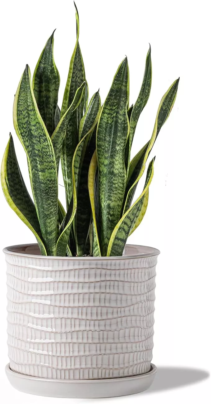 8-inch-plant-pot-ceramic-planter-with-drainage-hole-saucer-cream-white-flowerpot 8 Inch Plant Pot: Ceramic Planter with Drainage Hole & Saucer - Cream White Flowerpot for Indoor & Outdoor Plants - with Separate Tray for Home & Office - Wave Embossed Design