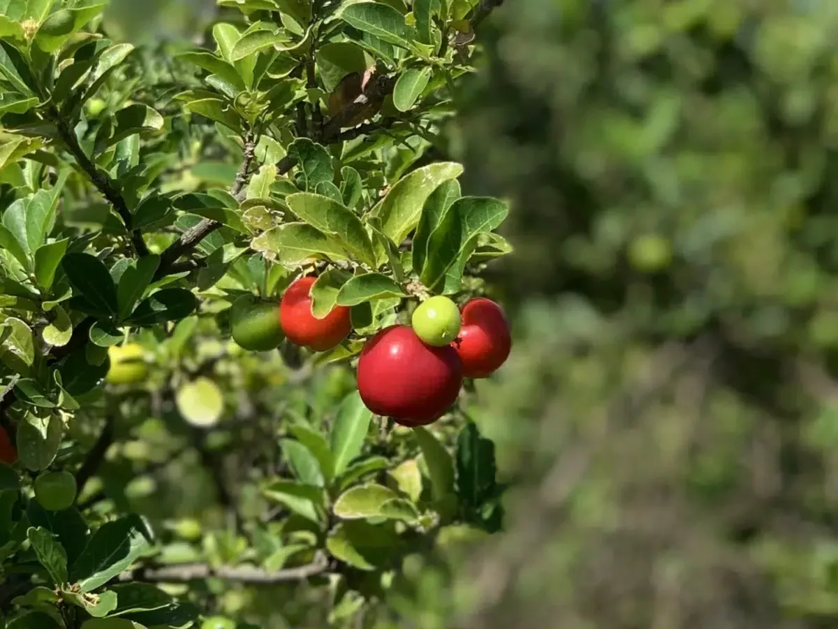 acerola-starter-plant-seedling-malpighia-emarginata-live-fruit-tree-2-3-tall-gua Acerola Starter Plant Seedling (Malpighia emarginata) - Live Fruit Tree 2′-3′ Tall - Guarani, Barbados, West Indian Cherry for Garden