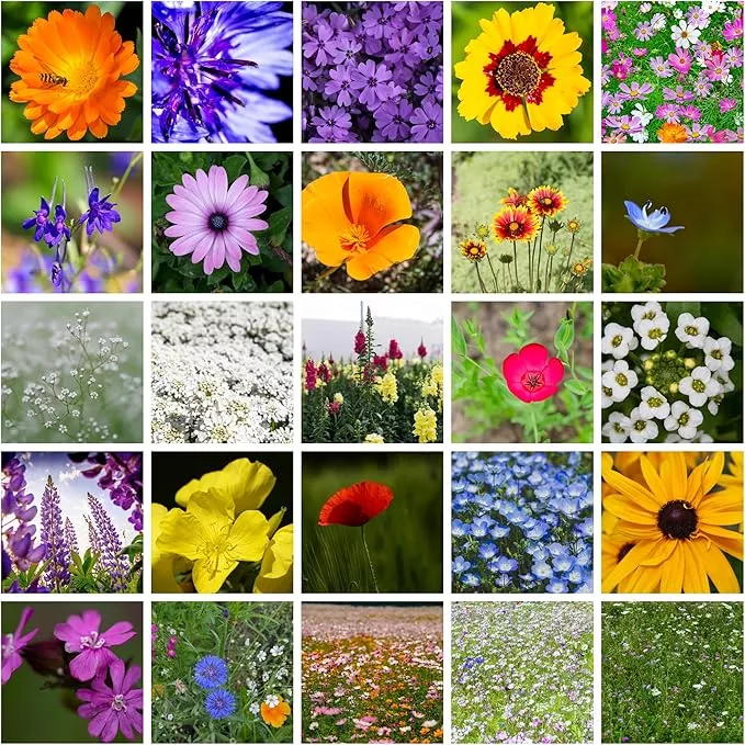 all-annual-wildflower-mix-seed-planting-1-lb-16-000-seeds-21-varieties-including All Annual Wildflower Mix Seed for Planting - 1 Lb ~16,000+ Seeds - 21 Varieties Including California Poppy, Indian Blanket, Scarlet Flax, & More - Attracts Pollinators - Bulk Wildflower Seeds