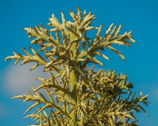 alluaudia-dumosa-madagascar-rooted-cutting-8-12-rare-succulent Alluaudia dumosa - Madagascar | Rooted Cutting 8"-12" | Rare Succulent