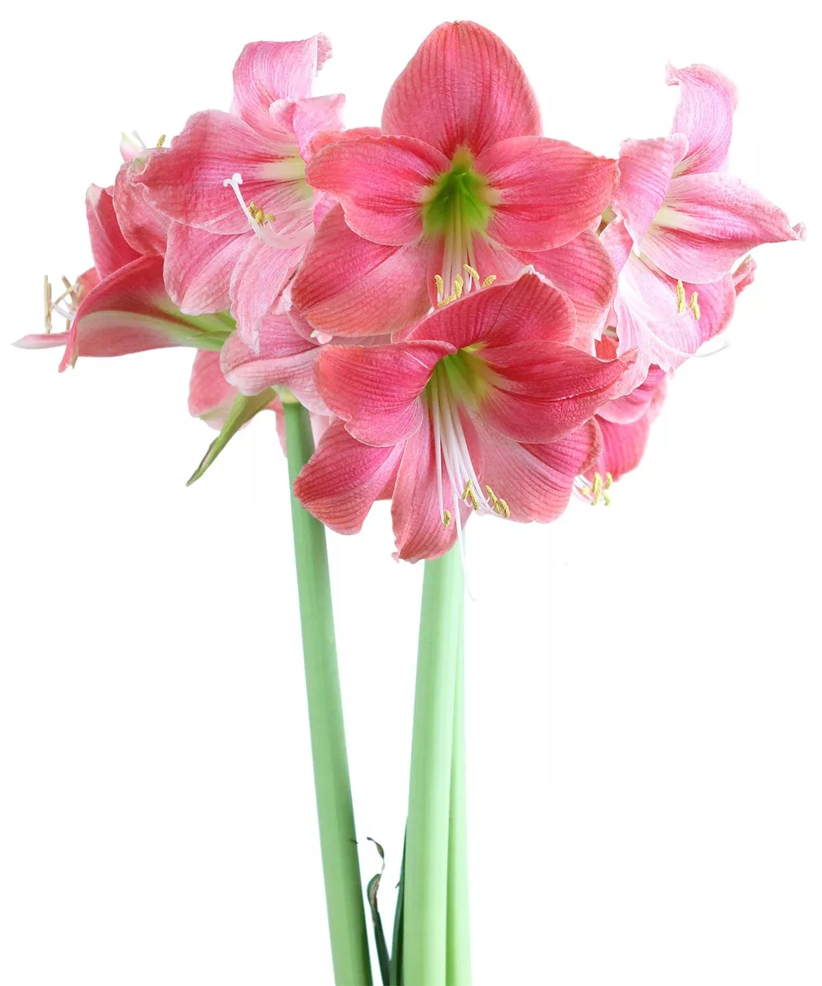Amalfi Sonata Amaryllis - 20-24 cm bulb