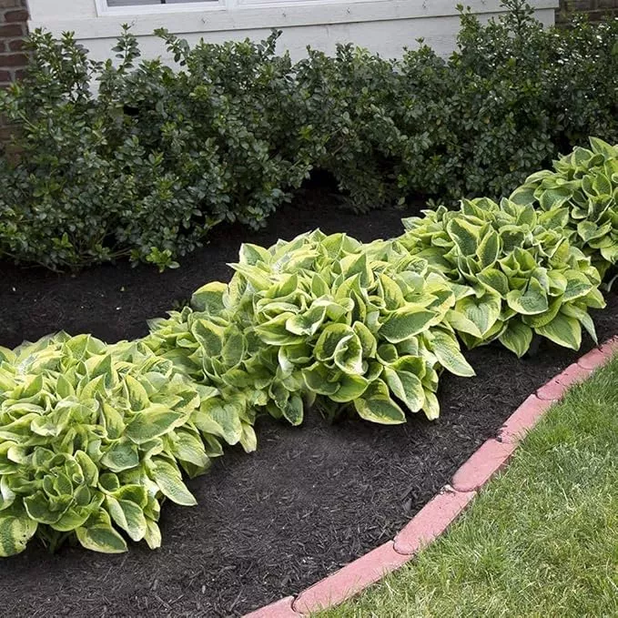 amazing-deal-24-hosta-bare-roots-plants-w-planting-shovel-mixed-heart-shaped-ric Amazing Deal - 24 Hosta Bare Roots Plants w/Planting Shovel - Mixed Heart-Shaped, Rich Green Foliage, Attracts Butterflies, Hummingbirds & Pollinators, Low Maintenance & Extremely Hardy - Zones 3–9