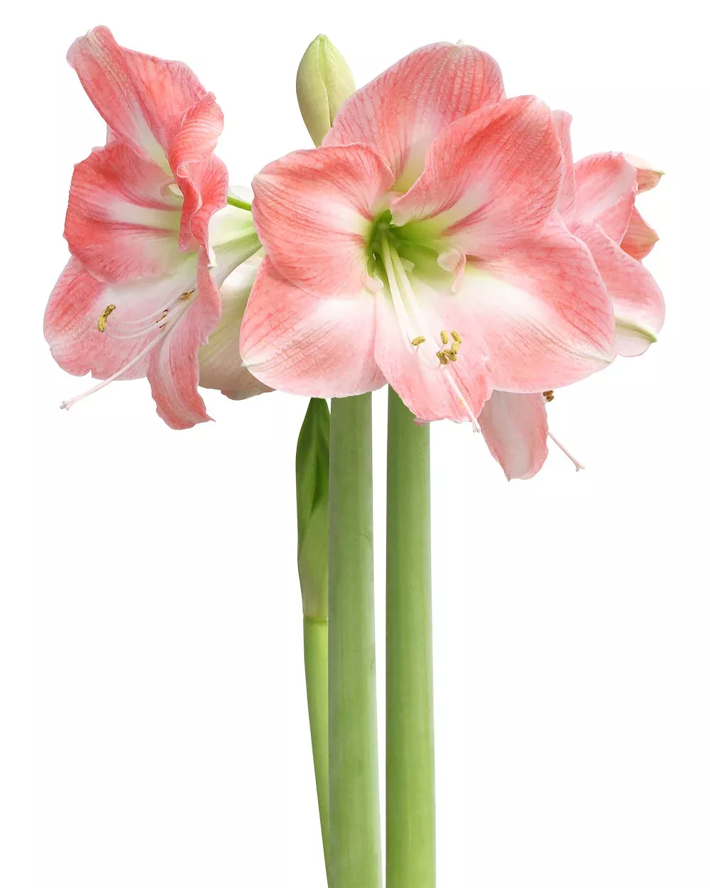 apple-blossom-amaryllis-20-22-cm-bulb Apple Blossom Amaryllis - 20-22 cm bulb