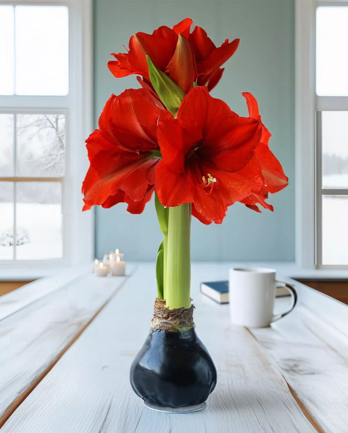 black-waxed-amaryllis-with-red-flower Black Waxed Amaryllis with Red Flower