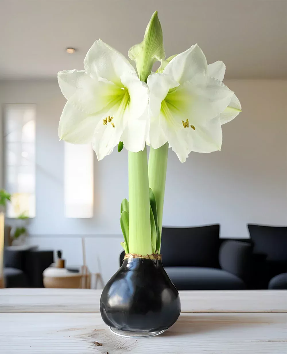 black-waxed-amaryllis-with-white-flower Black Waxed Amaryllis with White Flower