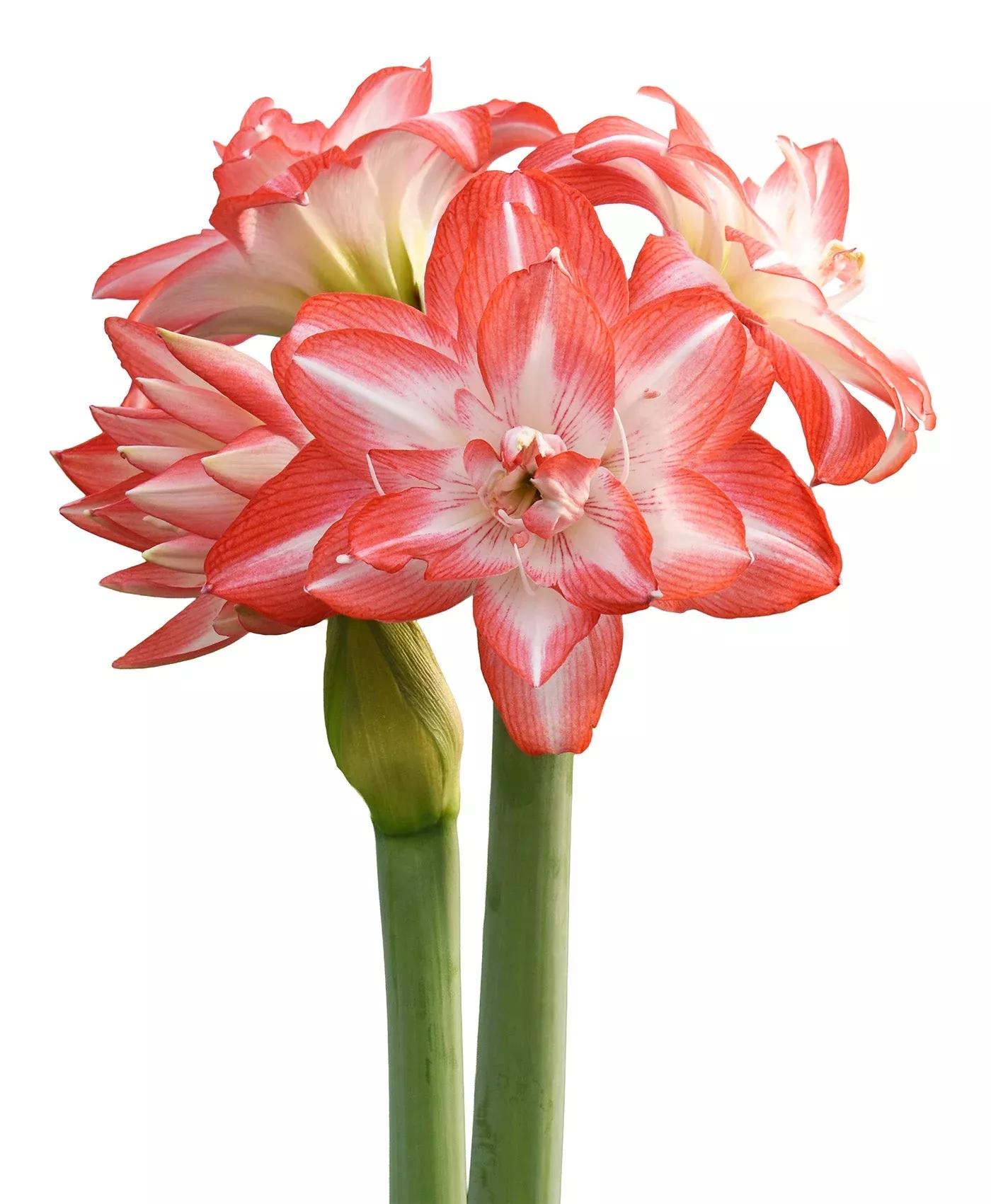 blossom-peacock-amaryllis-28-32-cm-bulb Blossom Peacock Amaryllis - 28-32 cm bulb