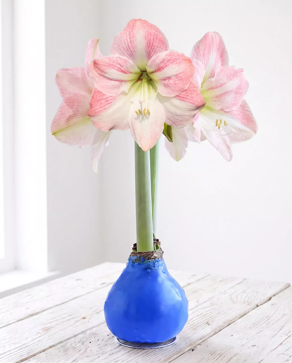 blue-waxed-amaryllis-with-pink-flower Blue Waxed Amaryllis with Pink Flower