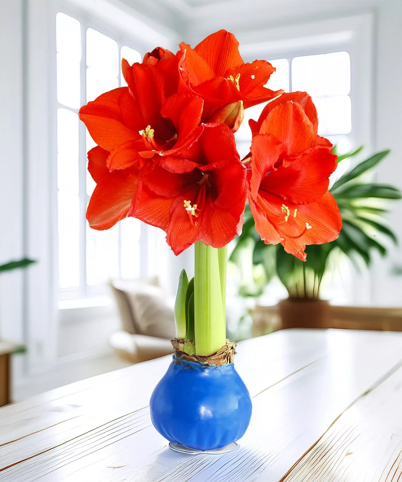 blue-waxed-amaryllis-with-red-flower Blue Waxed Amaryllis with Red Flower
