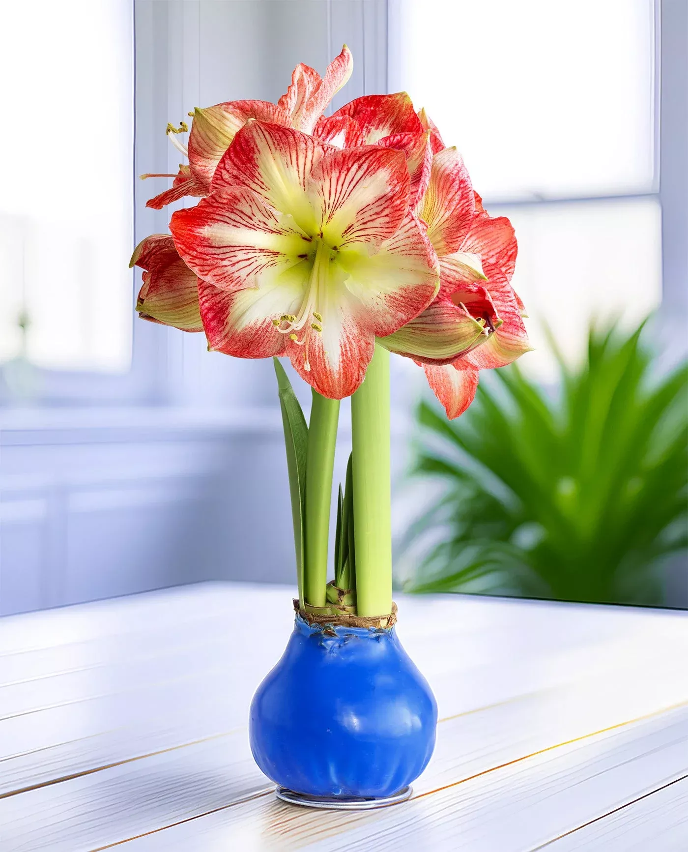 blue-waxed-amaryllis-with-red-white-striped-flower Blue Waxed Amaryllis with Red and White Striped Flower