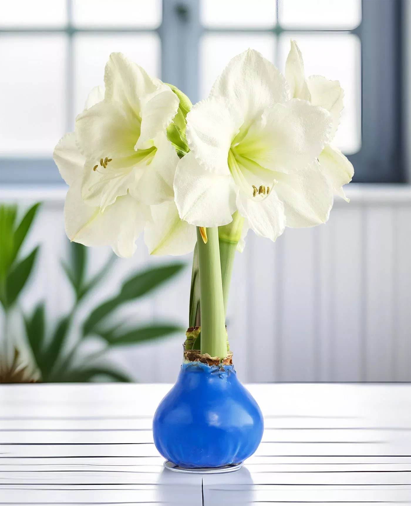 blue-waxed-amaryllis-with-white-flower Blue Waxed Amaryllis with White Flower