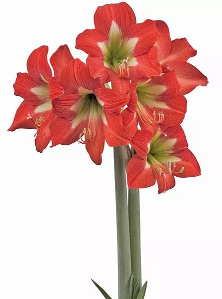 bright-spark-sonatini-amaryllis-18-22-cm-bulb Bright Spark Sonatini Amaryllis - 18-22 cm bulb