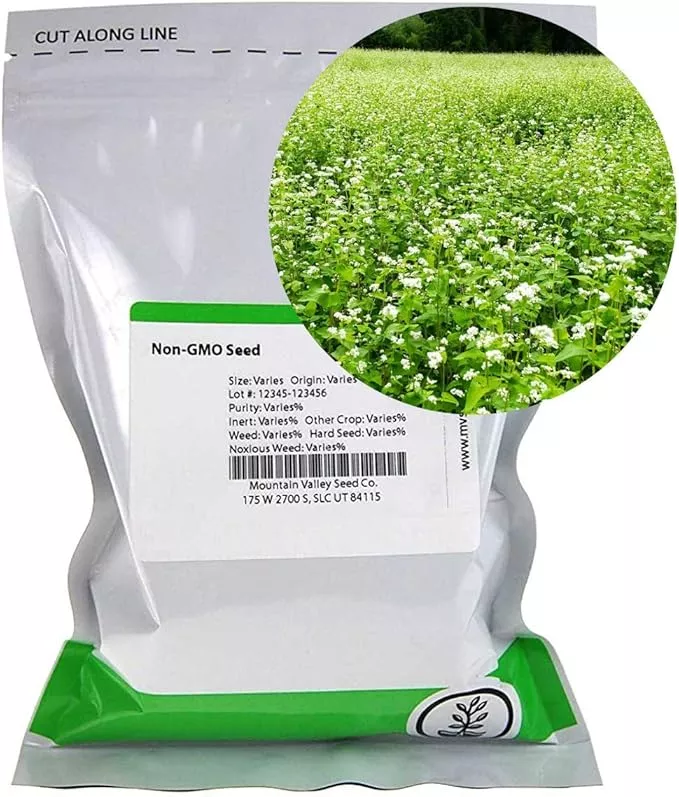 buckwheat-seeds-1-lb-15-000-seeds-organic-non-gmo-whole-shell-on-grow-buck-wheat Buckwheat Seeds - 1 Lb ~15,000 Seeds - Organic, Non-GMO, Whole (Shell On) - Grow Buck Wheat Microgreens