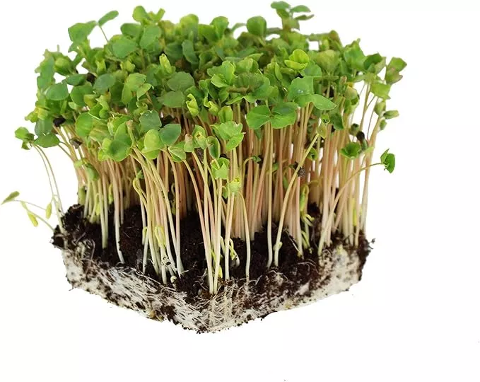 buckwheat-seeds-5-lb-60-000-seeds-organic-non-gmo-whole-shell-on-grow-buck-wheat Buckwheat Seeds - 5 Lb ~60,000 Seeds - Organic, Non-GMO, Whole (Shell On) - Grow Buck Wheat Cover Crops, Microgreens, Lettuce
