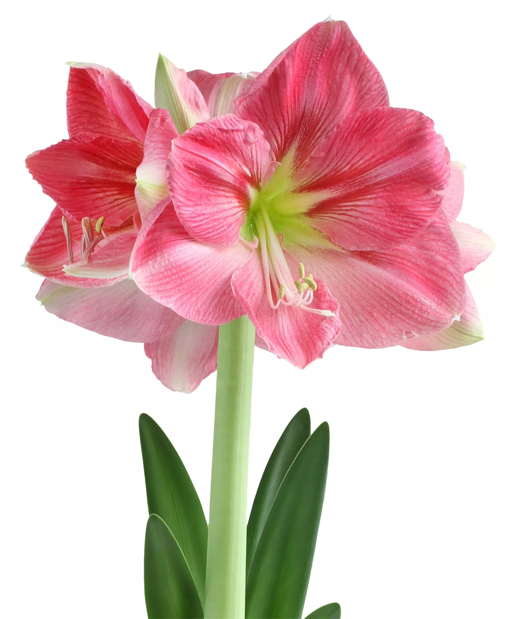 candy-floss-symphony-amaryllis Candy Floss Symphony Amaryllis