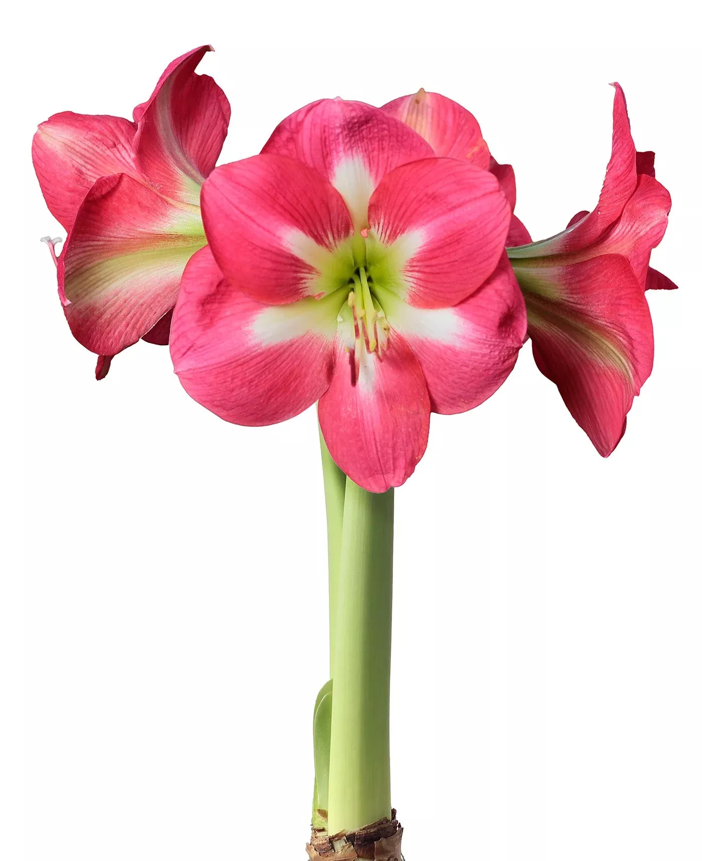 cape-horn-amaryllis-28-32-cm-bulb Cape Horn Amaryllis - 28-32 cm bulb