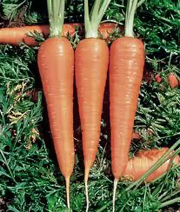 carrot-seeds-50-heirloom-danvers-126-variety-organic-non-gmo-daucus-carota Carrot Seeds, 50+ Heirloom Danvers 126 Variety, Organic, Non-GMO, Daucus carota