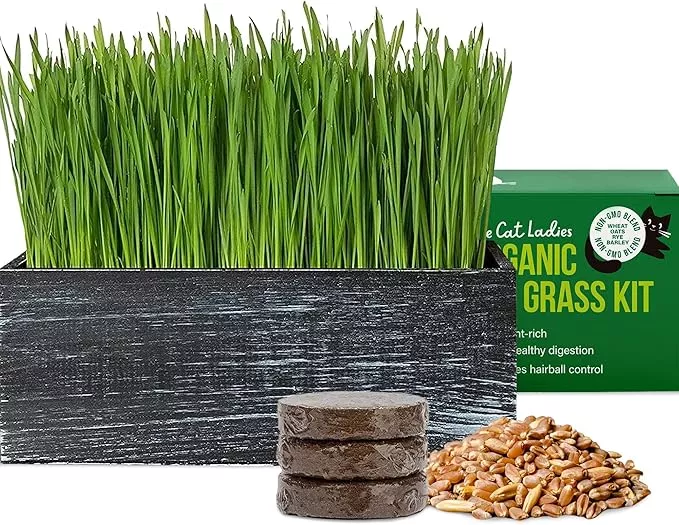 cat-ladies-cat-grass-kit-with-black-rustic-wooden-planter-organic-cat-grass-seed The Cat Ladies Cat Grass Kit with Black Rustic Wooden Planter, Organic Cat Grass Seeds and Soil. Easy to Grow Cat Grass for Indoor Cats. Prevent Hairballs and Aid Digestion