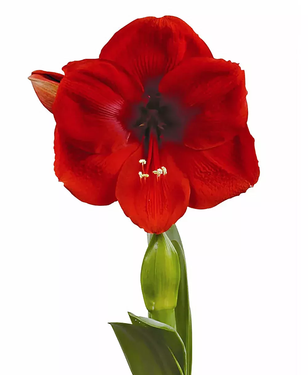 cayenne-symphony-amaryllis-24-28-cm-bulb Cayenne Symphony Amaryllis - 24-28 cm bulb